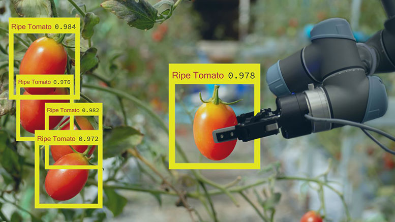 A robotic arm using YOLO algorithm to recognize tomatoes